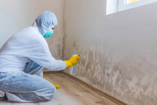 Licensed Mold Remediation service in District of Columbia, DC - 24 Hour Mold Removal