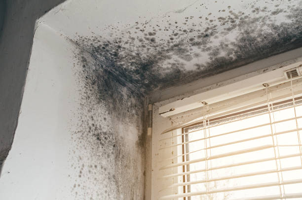 Affordable Mold Remediation solutions in District of Columbia, DC